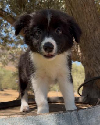 Border collie
