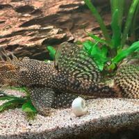 Baby ancistrus