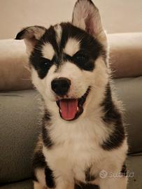 Husky