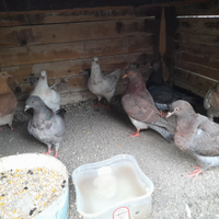 Piccioni normali e texani