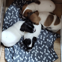 Cuccioli di Jack Russel