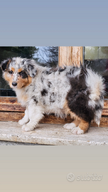 Cucciole pastore australiano pedigree