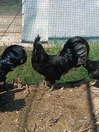 Pollo Ayman Cemano