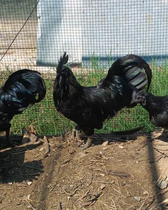 Pollo Ayman Cemano