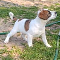 Cuccioli maschi di Jack Russell
