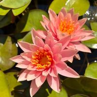 Rizomi di Ninfea Colorado rosa pesca