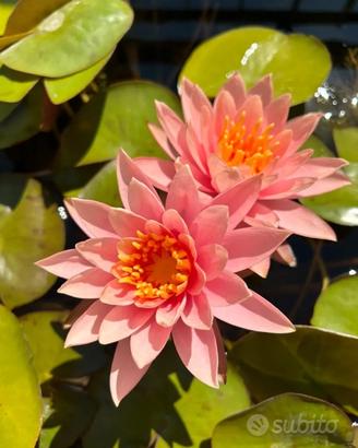 Rizomi di Ninfea Colorado rosa pesca