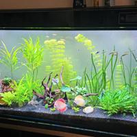 Acquario 450 lt marino/dolce