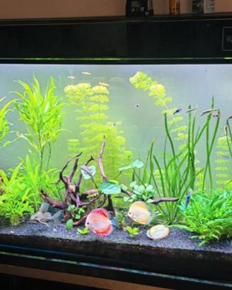 Acquario 450 lt marino/dolce