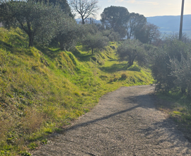 Ulivetto in Toscana