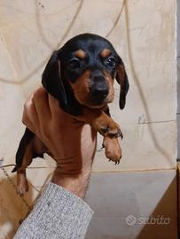 Bassotto nano cuccioli