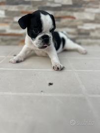 Cani bulldog francesi