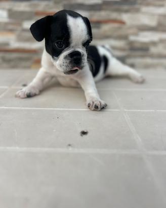 Cani bulldog francesi