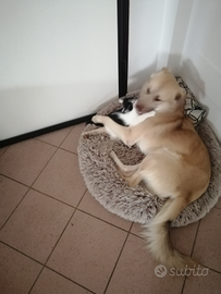 Incrocio belga malinois