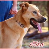 Mika, mix pastore 5 anni
