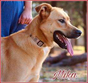 Mika, mix pastore 5 anni