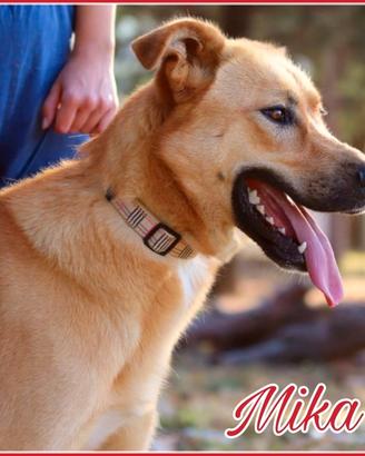 Mika, mix pastore 5 anni