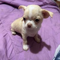 Chihuahua femmina crema