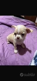 Chihuahua femmina crema