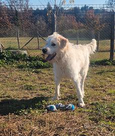 Giovane Spinoncina 1 anno in adozione