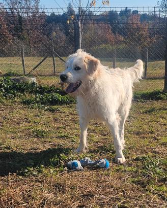 Giovane Spinoncina 1 anno in adozione