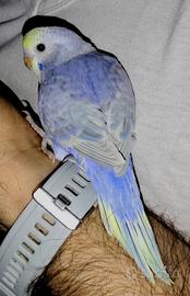 Cocorite Rainbow Novelli allevate a mano 