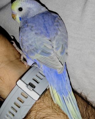 Cocorite Rainbow Novelli allevate a mano 