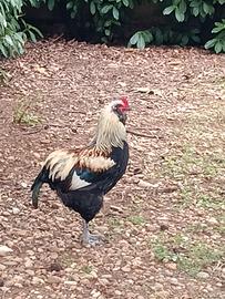 Gallo per esubero