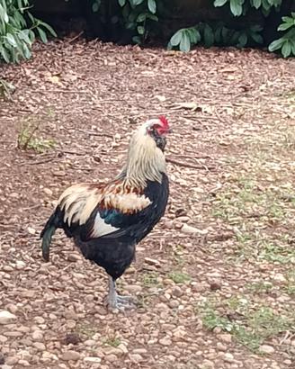 Gallo per esubero