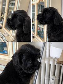 Schnauzer nani cuccioli
