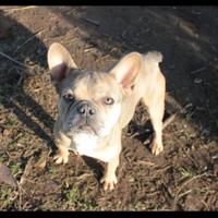 Bulldog francese