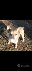 Bulldog francese