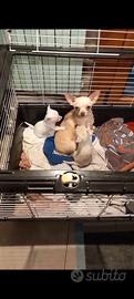 Cuccioli chihuahua