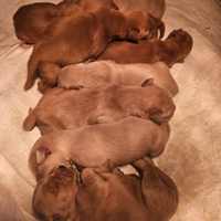 Cuccioli golden retriver americani
