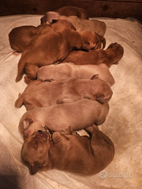 Cuccioli golden retriver americani