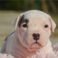 Amstaff cuccioli