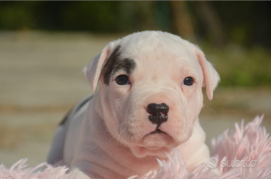 Amstaff cuccioli