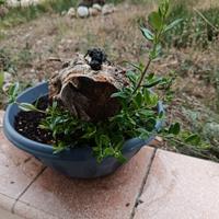 bonsai ulivo