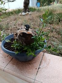 bonsai ulivo