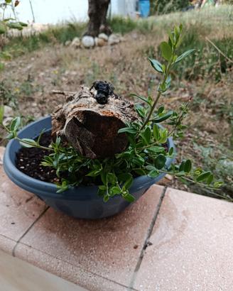 bonsai ulivo
