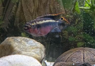 CICLIDE PELVICACROMIS PULCHER