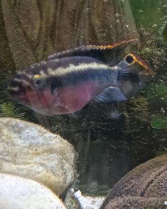 CICLIDE PELVICACROMIS PULCHER