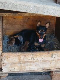 Cuccioli di pinscher toy