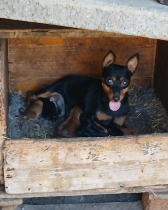 Cuccioli di pinscher toy
