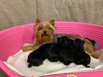 Yorkshire terrier cuccioli con pedigree