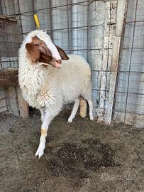 Agnello e Pecora comisane