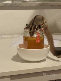 2 Petauri dello Zucchero