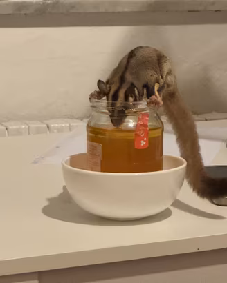 2 Petauri dello Zucchero