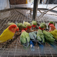 Inseparabili roseicollis