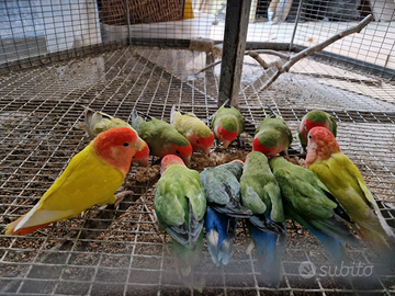 Inseparabili roseicollis